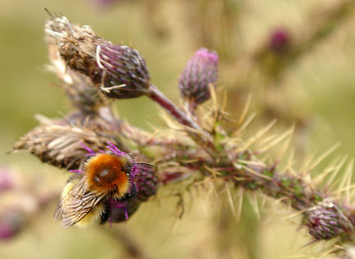 Bombus muscorum